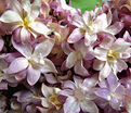 Сирень "Федерико Гарсиа Лорка" / Syringa vulgaris "Federiko Garsia Lorka" — фото 2