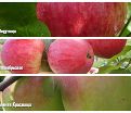 Яблоня 3х-сортовая Медуница / Сентябрьское / Зимняя красавица — фото 2