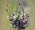 Лук декоративный (Аллиум) Арт / (Allium Art) — фото 3