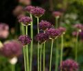 Лук декоративный (Аллиум) атропурпуреум / (Allium atropurpureum) — фото 2