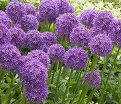 Лук декоративный (Аллиум) Вайолет Бьюти / (Allium Violet Beauty) — фото 2