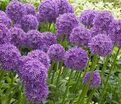 Лук декоративный (Аллиум) Вайолет Бьюти / (Allium Violet Beauty) — фото 2