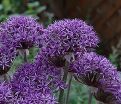 Лук декоративный (Аллиум) Вайолет Бьюти / (Allium Violet Beauty) — фото 3
