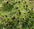 Лук декоративный (Аллиум) виноградниковый Хэир / (Allium vineale Hair) — фото 2