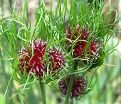 Лук декоративный (Аллиум) виноградниковый Хэир / (Allium vineale Hair) — фото 3