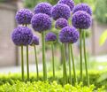 Лук декоративный (Аллиум) Гладиатор / (Allium Gladiator) — фото 2