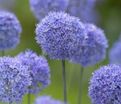 Лук декоративный (Аллиум) голубой / (Allium caeruleum) — фото 2