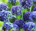 Лук декоративный (Аллиум) голубой / (Allium caeruleum) — фото 3