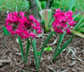 Лук декоративный (Аллиум) горолюбивый / Островского / (Allium oreophilum) — фото 2