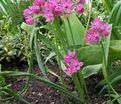 Лук декоративный (Аллиум) горолюбивый / Островского / (Allium oreophilum) — фото 3