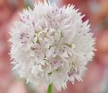 Лук декоративный (Аллиум) Грейсфул Бьюти / (Allium Graceful Beauty) — фото 3