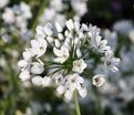 Лук декоративный (Аллиум) Ковани / (Allium cowanii) — фото 3