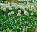 Лук декоративный (Аллиум) Маунт Эверест / (Allium Mount Everest) — фото 4