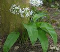 Лук декоративный (Аллиум) медвежий / (Allium ursinum) — фото 2