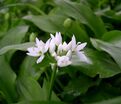 Лук декоративный (Аллиум) медвежий / (Allium ursinum) — фото 3