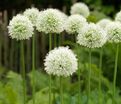 Лук декоративный (Аллиум) Мон Блан / (Allium Mont Blanc) — фото 3