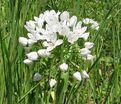 Лук декоративный (Аллиум) неаполитанский / (Allium neapolitanum) — фото 2