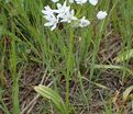 Лук декоративный (Аллиум) неаполитанский / (Allium neapolitanum) — фото 3