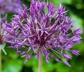 Лук декоративный (Аллиум) Перпл Рэйн / (Allium Purple Rain) — фото 2