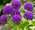 Лук декоративный (Аллиум) Перпл Сенсейшн / (Allium Purple Sensation) — фото 2