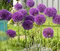 Лук декоративный (Аллиум) Перпл Сенсейшн / (Allium Purple Sensation) — фото 3