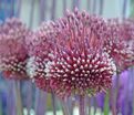 Лук декоративный (Аллиум) Ред Могикан / (Allium Red Mohican) — фото 2