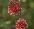 Лук декоративный (Аллиум) Ред Могикан / (Allium Red Mohican) — фото 3