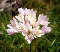 Лук декоративный (Аллиум) розовый / (Allium roseum) — фото 2