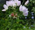 Лук декоративный (Аллиум) розовый / (Allium roseum) — фото 3