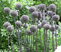 Лук декоративный (Аллиум) Саммер Драммер / (Allium Summer Drummer) — фото 3