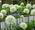 Лук декоративный (Аллиум) Уайт Клауд / (Allium White Cloud) — фото 2
