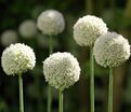 Лук декоративный (Аллиум) Уайт Клауд / (Allium White Cloud) — фото 3