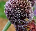 Лук декоративный (Аллиум) Форлок / (Allium Forelock) — фото 2