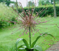 Лук декоративный (Аллиум) Шуберта / (Allium Schubertii) — фото 2