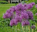 Лук декоративный (Аллиум) Эрли Эмпрерор / (Allium Early Emperor) — фото 2