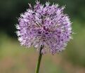 Лук декоративный (Аллиум) Эрли Эмпрерор / (Allium Early Emperor) — фото 3