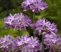 Лук декоративный (Аллиум) Эрос / (Allium Eros) — фото 3