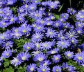 Анемона бланда Блю Шэйдз (Anemone blanda Blue Shades) — фото 2