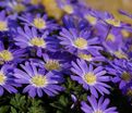 Анемона бланда Блю Шэйдз (Anemone blanda Blue Shades) — фото 3