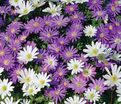 Анемона бланда Микс (Anemone blanda Mix) — фото 2