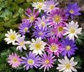 Анемона бланда Микс (Anemone blanda Mix) — фото 3