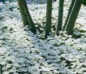 Анемона бланда Уайт Сплендор (Anemone blanda White Splendour) — фото 2