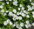 Анемона бланда Уайт Сплендор (Anemone blanda White Splendour) — фото 3