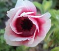 Анемона корончатая Биколор (Anemone coronaria Bicolor) — фото 2