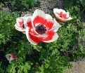 Анемона корончатая Биколор (Anemone coronaria Bicolor) — фото 4