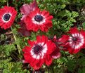 Анемона корончатая Гавернор (Anemone coronaria Governor) — фото 2