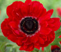 Анемона корончатая Гавернор (Anemone coronaria Governor) — фото 4