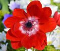 Анемона корончатая Голландия (Anemone coronaria Hollandia) — фото 2