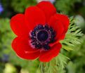 Анемона корончатая Голландия (Anemone coronaria Hollandia) — фото 4