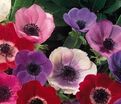 Анемона корончатая Де Каэн Микс (Anemone coronaria De Caen Mix) — фото 3